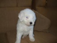 Pastor Ovejero Ingles