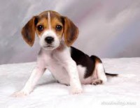 Beagle