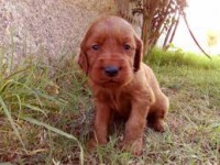 Setter irlandés