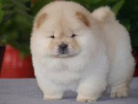CHOW CHOW