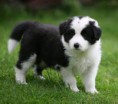 BORDER COLLIE